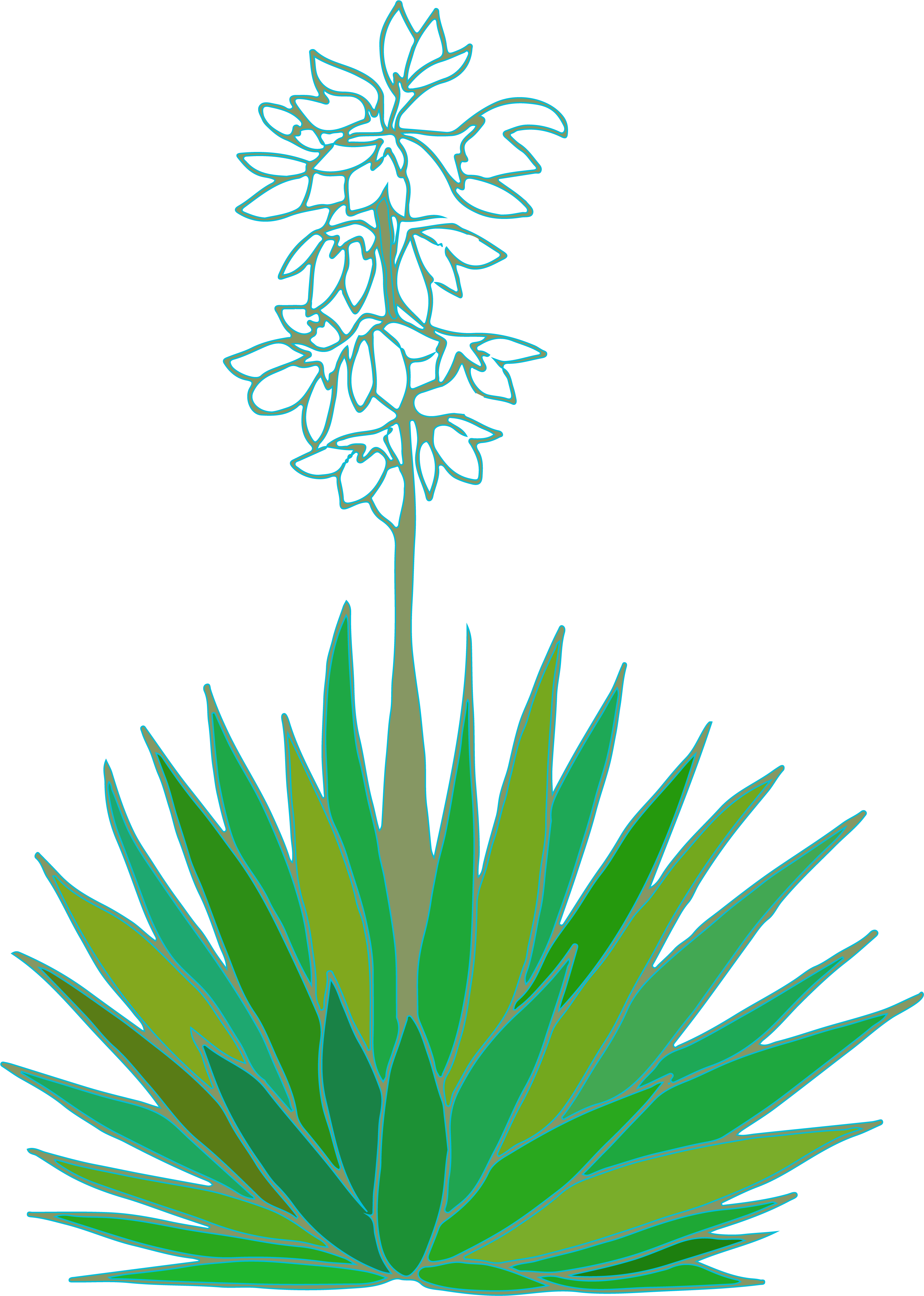 Yucca
